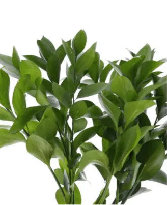 Ruscus Bunch