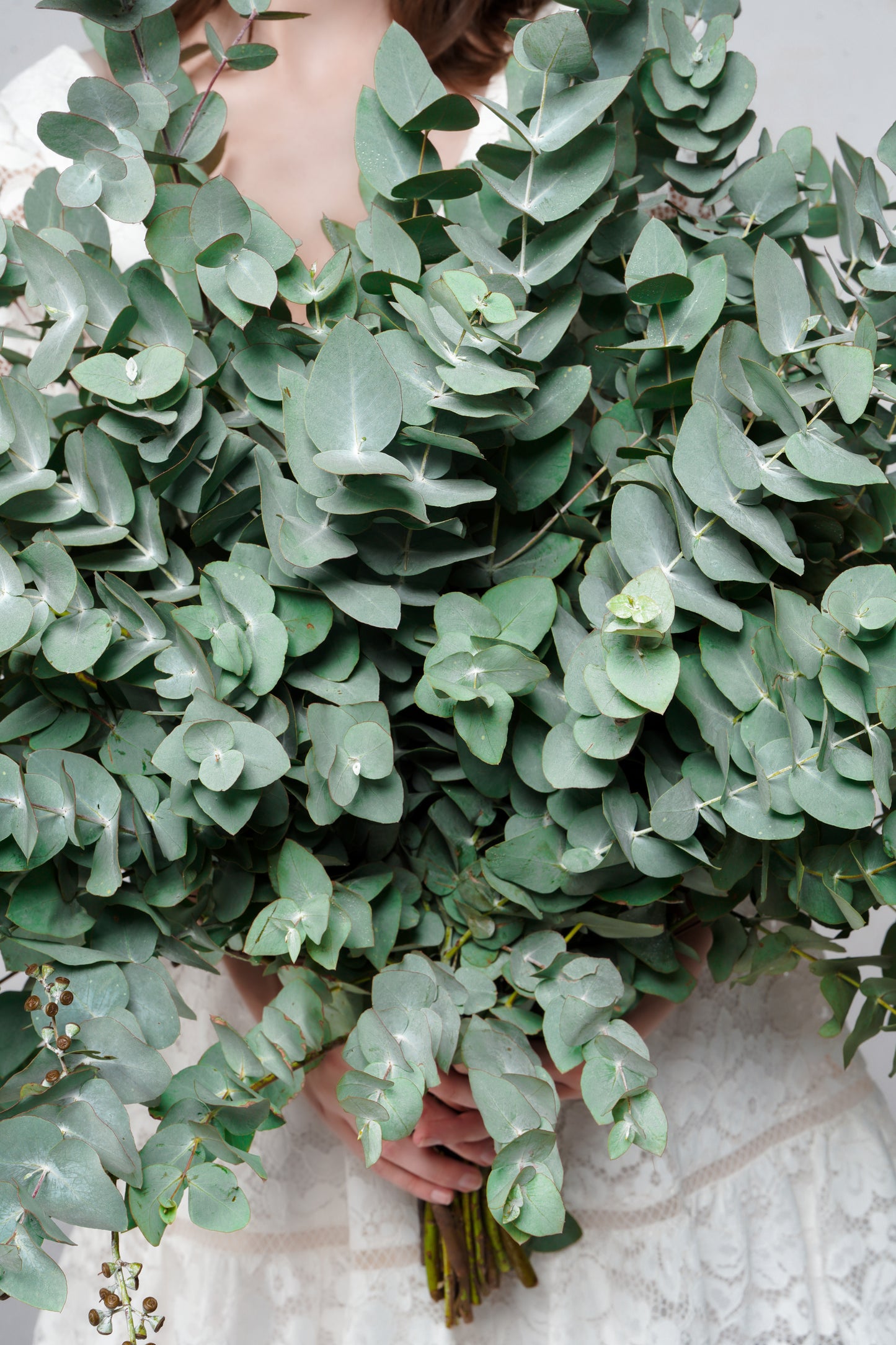Eucalyptus bunch