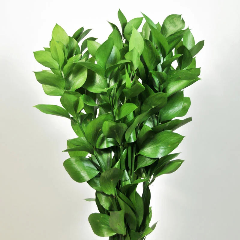 Ruscus Bunch